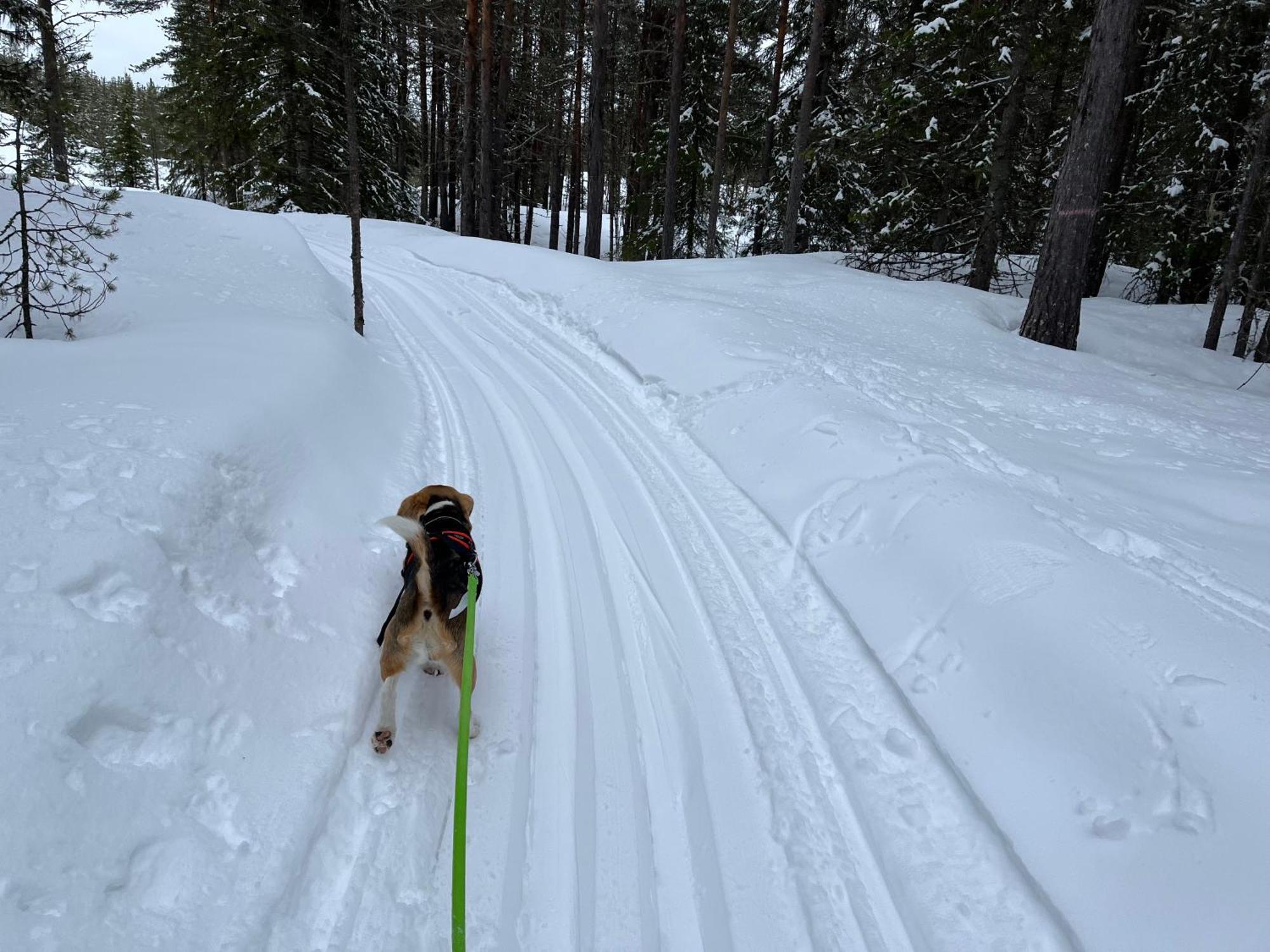 Knappgarden Särna Buitenkant foto