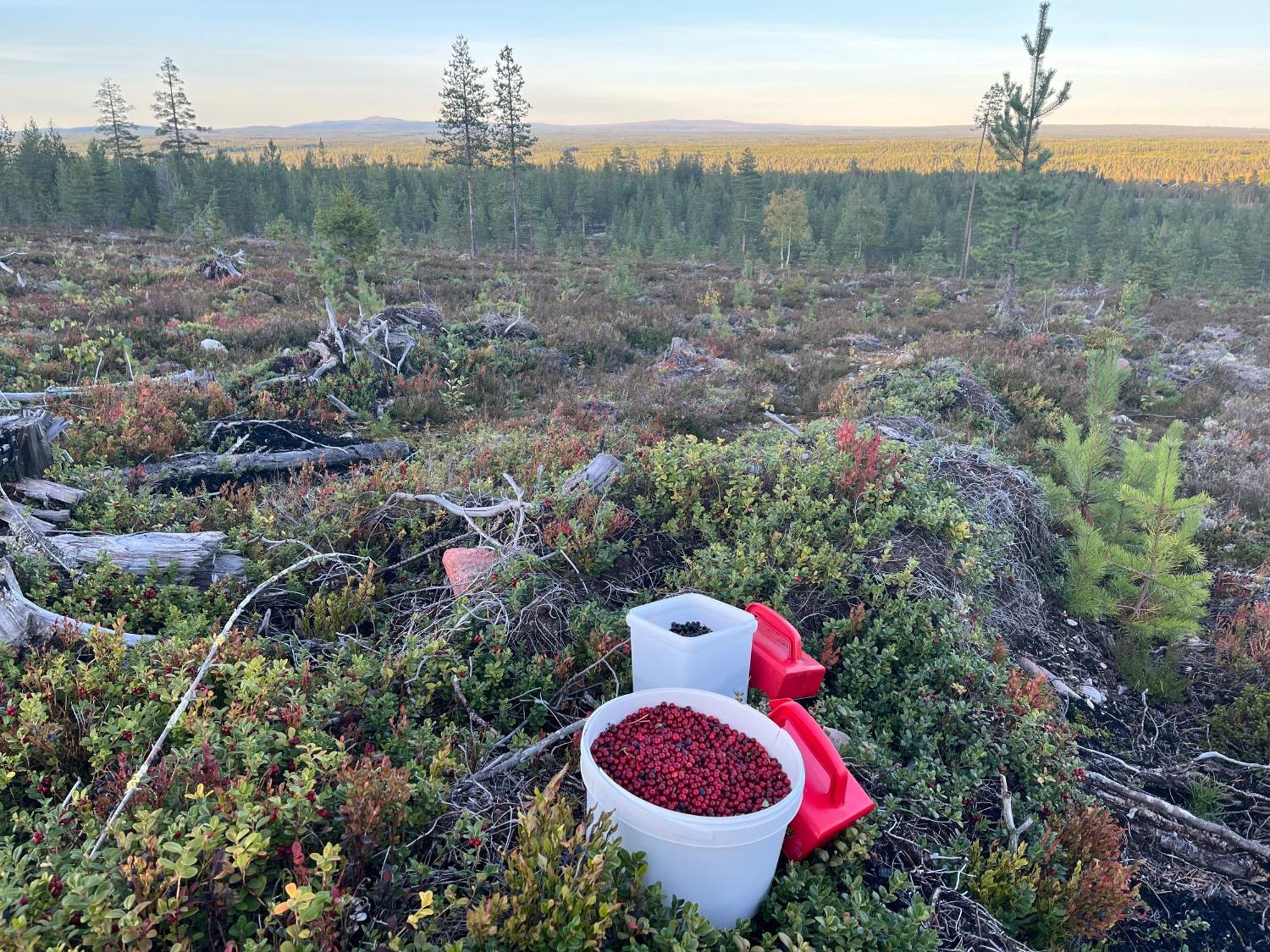 Knappgarden Särna Buitenkant foto