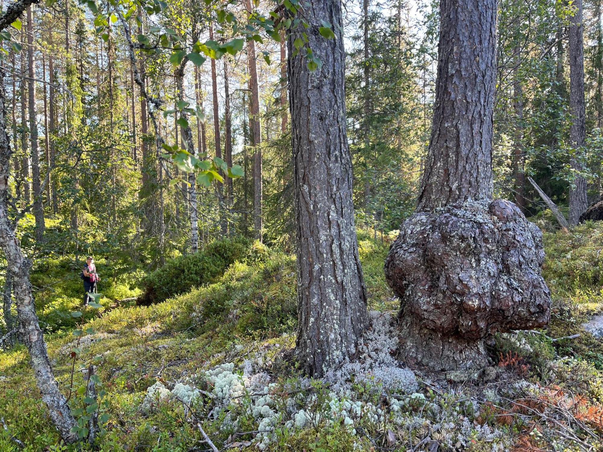 Knappgarden Särna Buitenkant foto