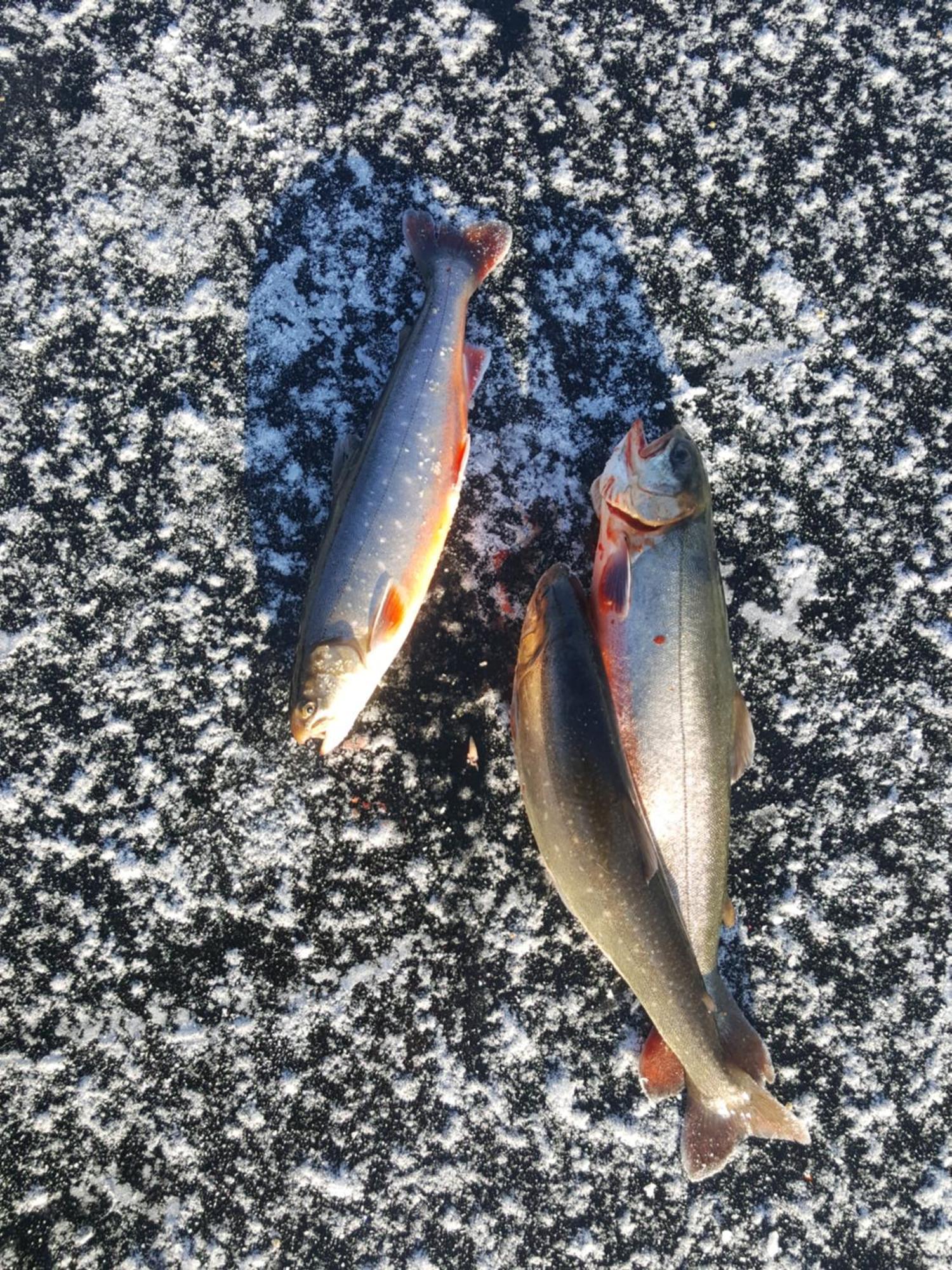 Knappgarden Särna Buitenkant foto